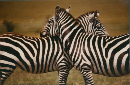 AFRIKA4_Foto1